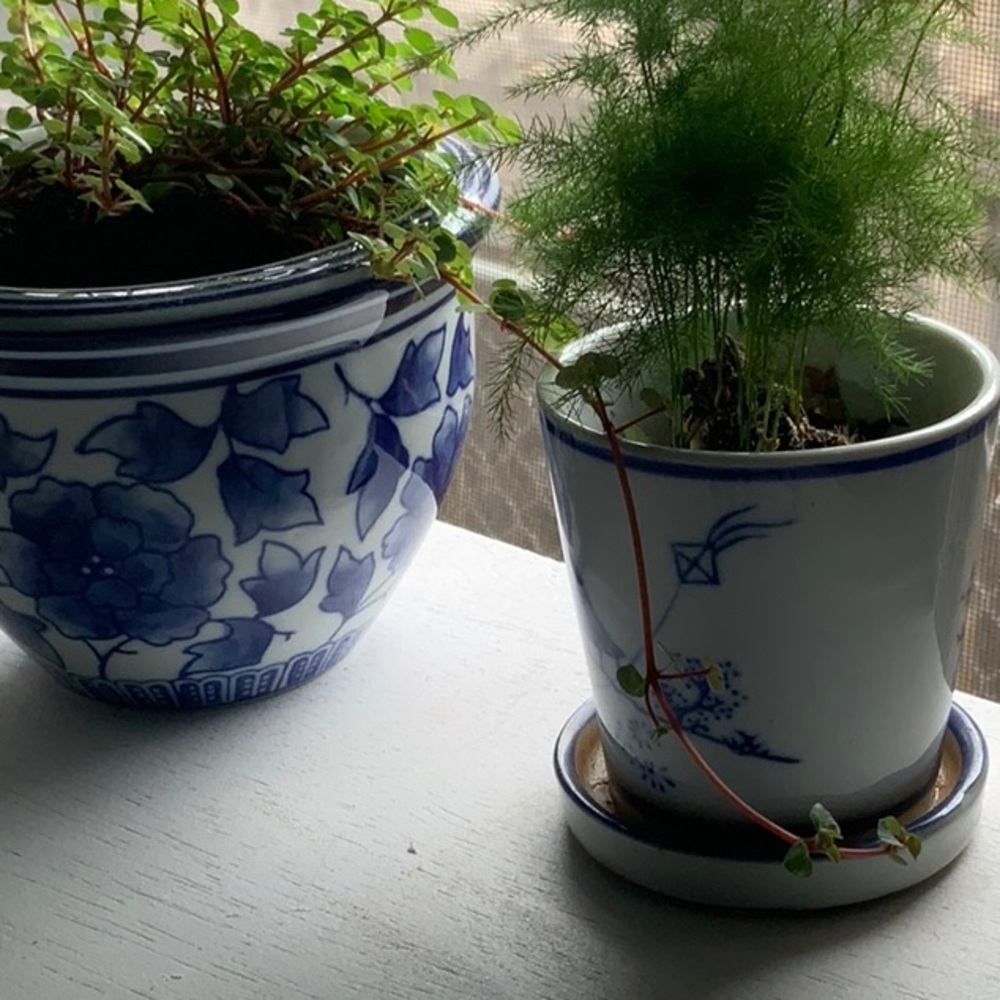1 NEW NWT NIB LEFT  planter vase diameter 5” height 3.5 no drainage opening - Picture 5 of 9